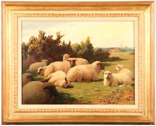 Sheep