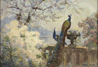 Peacocks