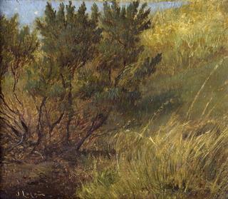 Study of Autumnal Grasses and Trees