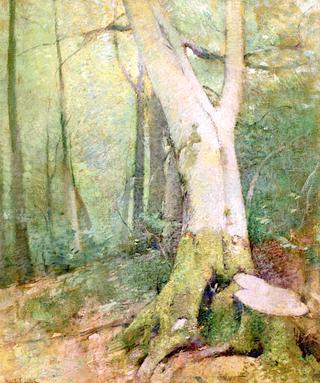 Woodland Interior