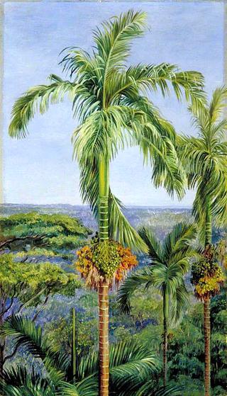 Areca or Betel-Nut Palm, Singapore