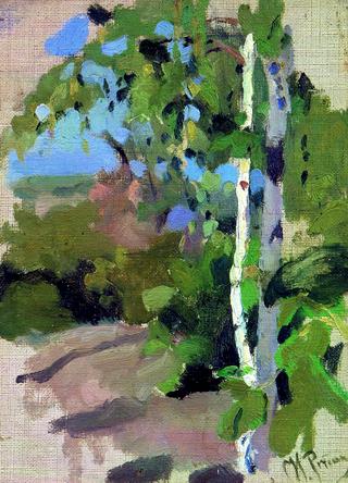 Birch Trees on a Sunny Day