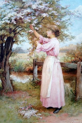 Apple Blossoms