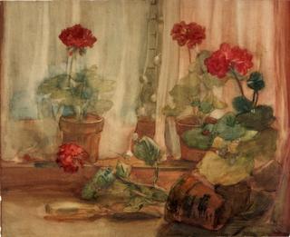 Geraniums
