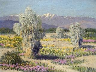 Smoke Trees and Desert Wild Flowers, Palm Springs