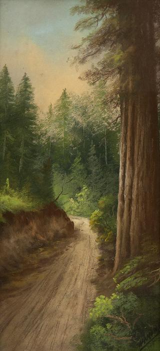 Road along the redwoods