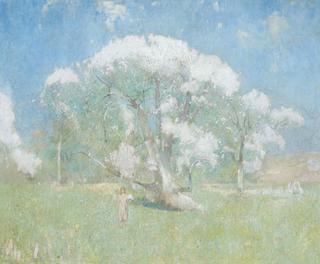 Apple Blossoms