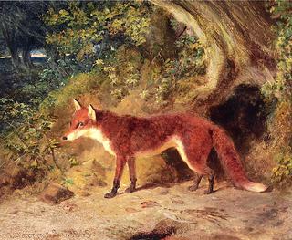 The Red Fox