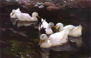Five in the Pond