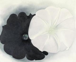 Black Petunia and White Morning Glory