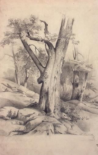 Oak Tree