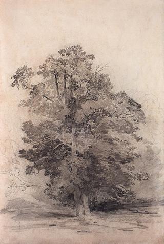Oaks