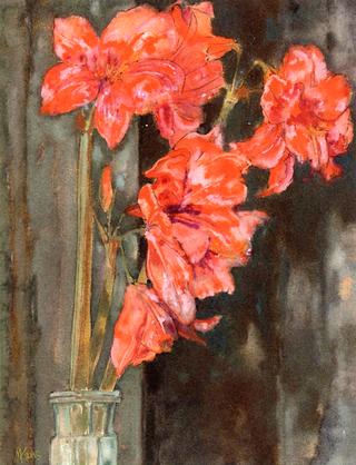Amaryllis