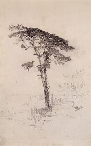 Pine Tree