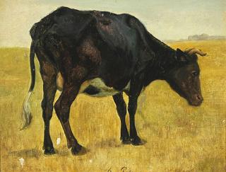 Grazing cow in the meadows