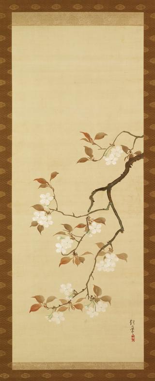 三季-樱花