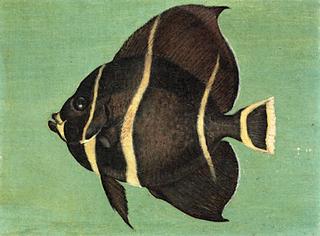 Spade Fish