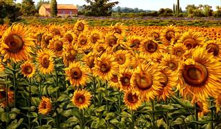Sunflowers in a Summer Breeze