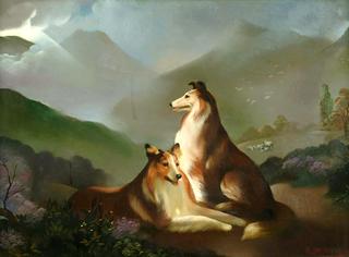 Two collie dogs in a landscape