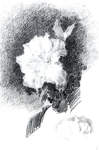 White Azalea