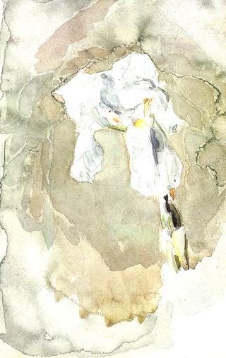White Iris