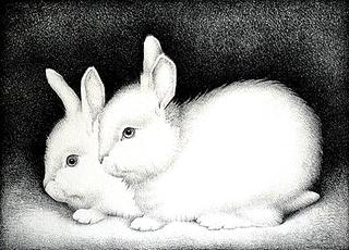 Two rabbits
