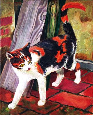 A Cat