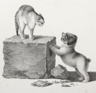 Cat and Dog