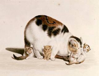 Cat and Kittens