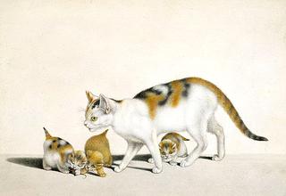 Cat and Kittens