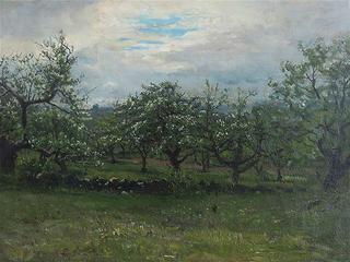 Apple Orchard
