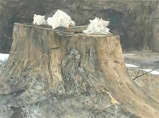 Conch Shells