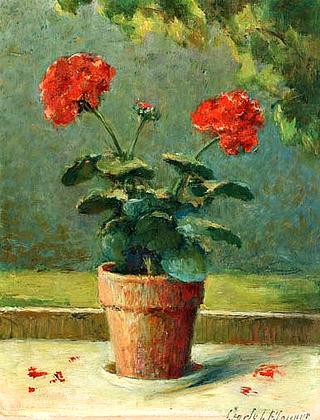 Geraniums