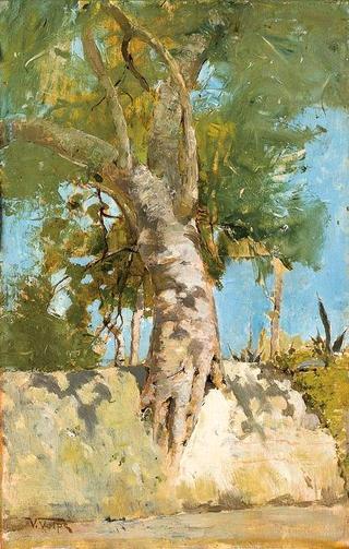 Albero