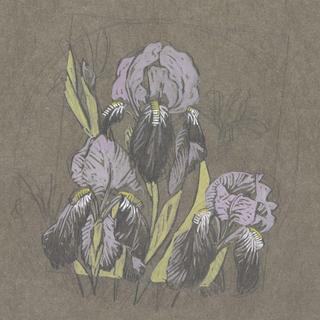 鸢尾花