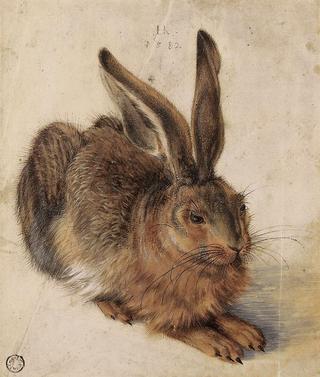 A Young Hare