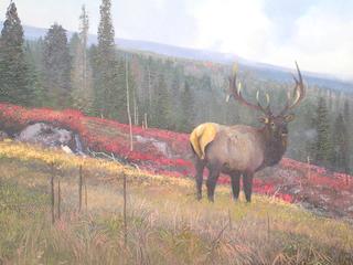 Elk