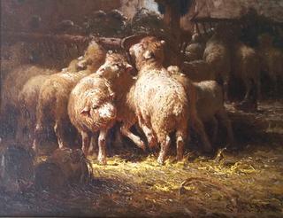 Sheep