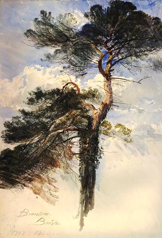 Study of Red Fir, Brentree, Bristol