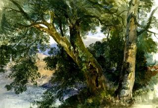 Sketch of trees (possibly Leigh Woods by the Avon)