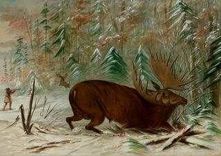 Moose Hunt