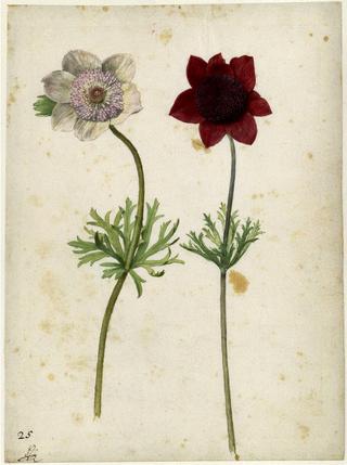 Zwei Anemonen