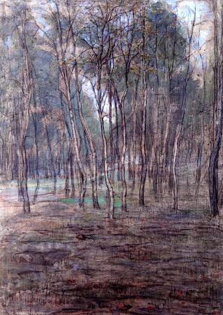 Small Birch Forest
