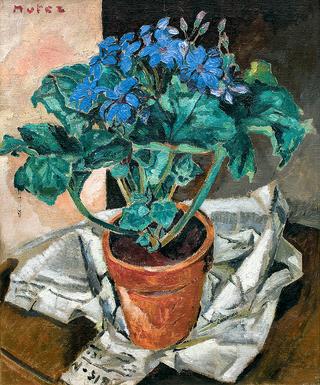 Still life - cinerarias
