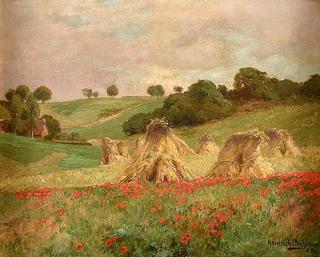 Poppy Field in Bloom