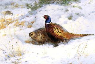 A Pair of Pheasant in Snow
