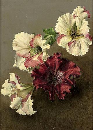 Petunias from the Garden