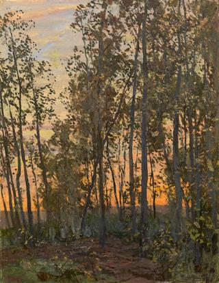 Sunset. Aspen Forest