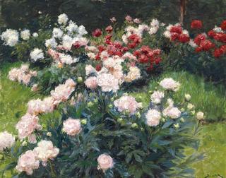 Peonies