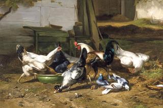 The poultry yard
